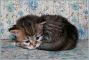 Female Siberian Kitten from Deedlebug Siberians